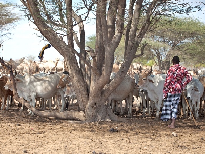 Cattles in Daadab